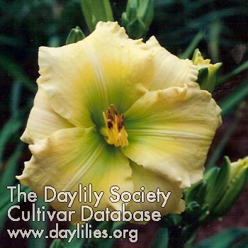 Daylily Almost All Green