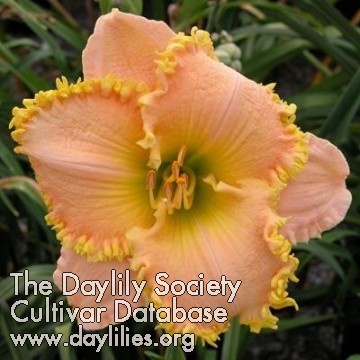 Daylily Annette's Magic