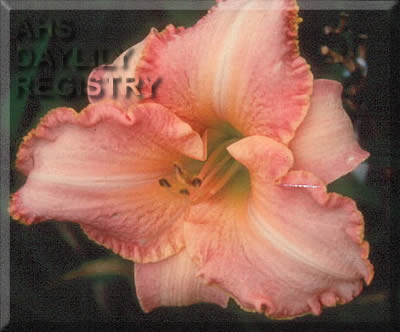Daylily Accentuate the Positive