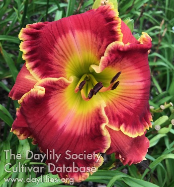 Daylily Amplified Red
