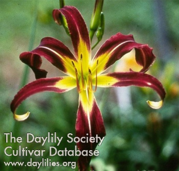 Daylily Android