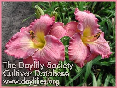 Daylily Another Chance Today