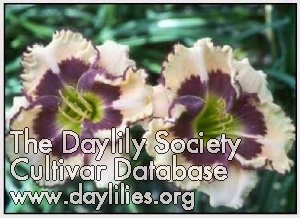 Daylily Artisan's Touch