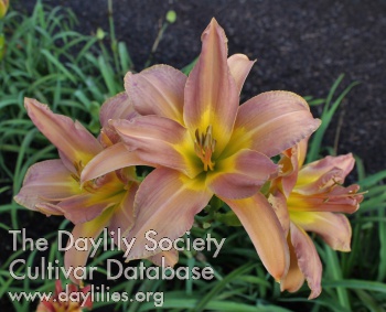 Daylily All Grown Up