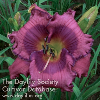 Daylily Asheville Mountaineer