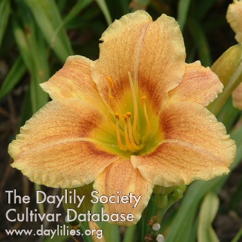 Daylily Bacon Gold Nugget