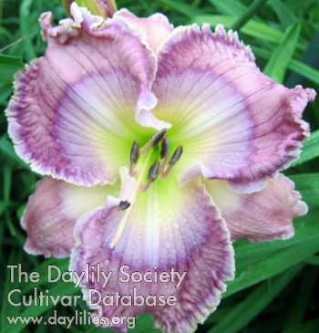 Daylily Blue Phantom