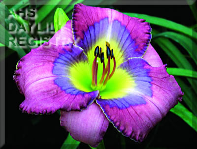 Daylily Blue Inspiration