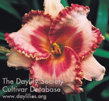 Daylily Broaden Your Horizons