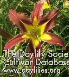 Daylily Brown Exotica