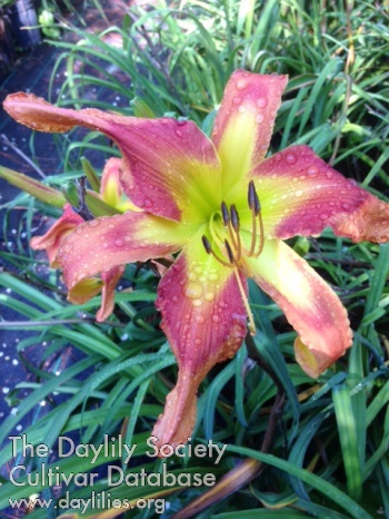 Daylily Breath of the Dragon