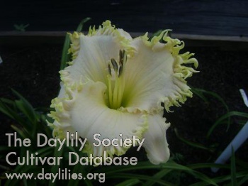 Daylily Buddy's Toothy