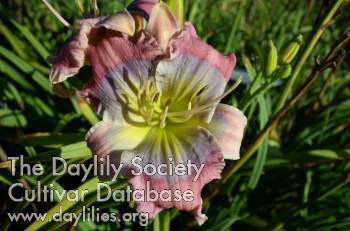 Daylily Bumble Bee Beauty