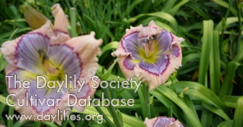 Daylily Bumble Bee Blues