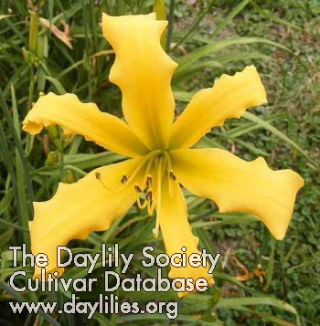 Daylily Crackin Up