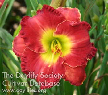 Daylily Call Me Mary