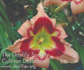 Daylily Carnival in Mexico