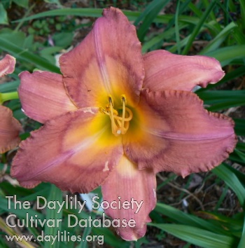 Daylily Casting the Runes