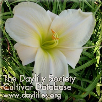 Daylily Clouds of White