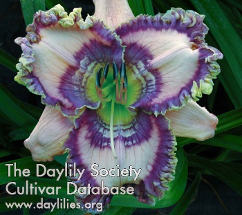 Daylily Cobalt Rings