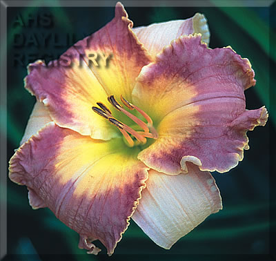 Daylily Courts of Europe