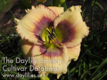 Daylily Calm Within the Storm