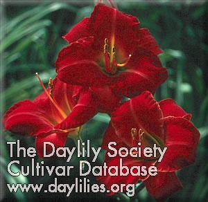 Daylily Caught Red Handed