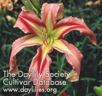 Daylily Christmas in Oz