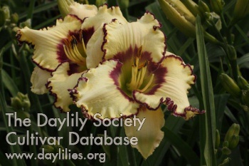 Daylily Clint Country