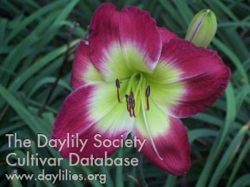 Daylily Conway Red Light