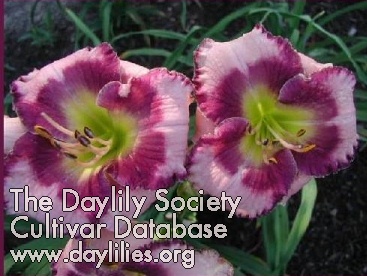 Daylily Delaware Doosy
