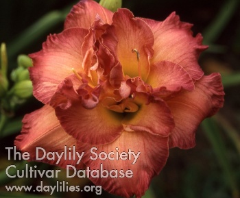 Daylily Dinner and a Movie