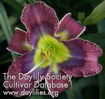 Daylily Doctor Who