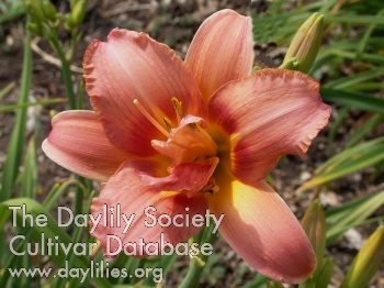Daylily Double Corsage