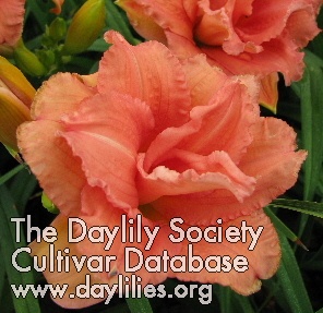 Daylily Double Dribble