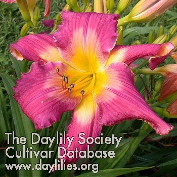Daylily Dangling Participle