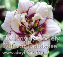 Daylily Darya