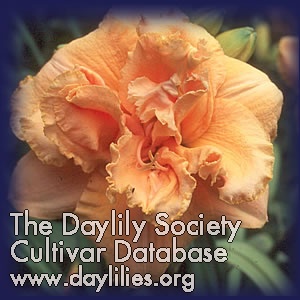Daylily Doctor Charles Molano
