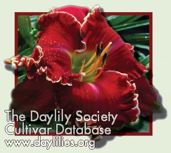 Daylily Electric Red