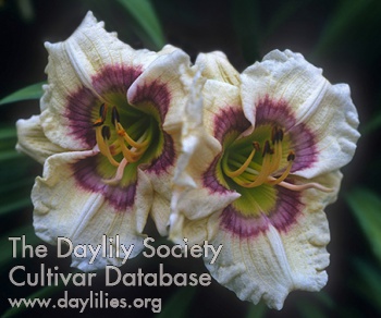 Daylily Exotic Rings