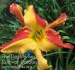 Daylily Explosion in the Paint Factory