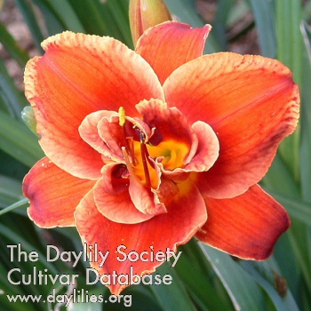 Daylily Fires of Fuji