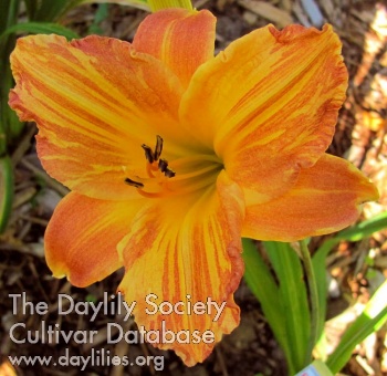 Daylily Fireworks in the Garden