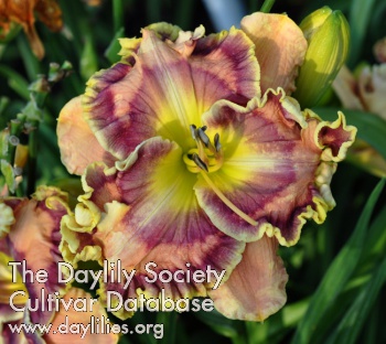 Daylily Forever Fascinated