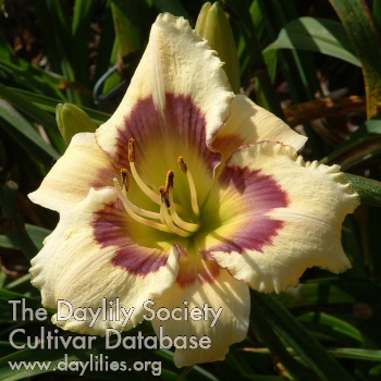 Daylily Forever in Time