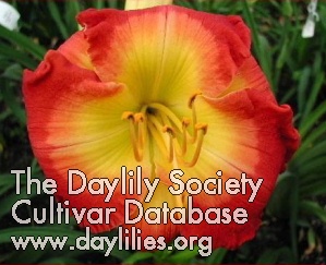 Daylily Forever Redeemed
