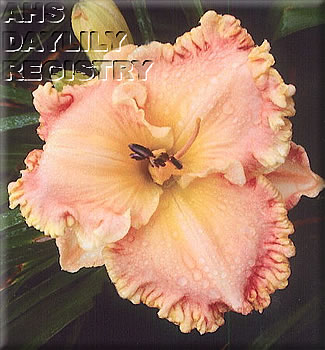 Daylily Forever Blowing Bubbles