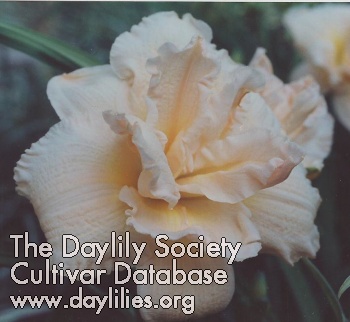 Daylily Gardenia Dream