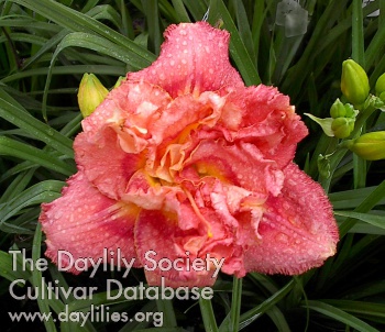 Daylily Garlands for Judy