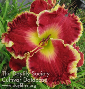 Daylily Garry's Favorite
